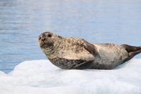 Ein Seehund beim Sonnenbad