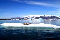 Ein Seehund beim Sonnenbad