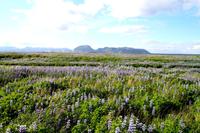 Ein Meer aus Lupinen