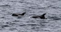 Walbeobachtung - Weißmauldelphine