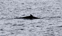 Walbeobachtung - Zwergwal