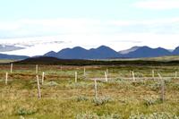 Der erste  Blick auf den Gletscher