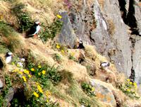 Die Papageientaucher