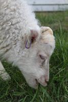 Schafe sind auf Island auch in den entlegensten Winkeln zu finden