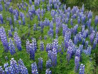 und immer wieder Lupinen