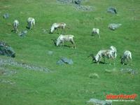 Rentiere auf dem Weg nach Hoefn