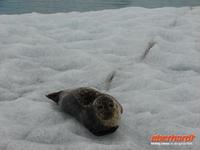 Gletscherlagune JÃ¶ulsarlon