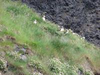 an der Landspitze Dyrholaey