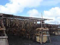 Halbinsel Reykjanes (1)