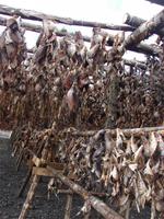 Halbinsel Reykjanes (2)