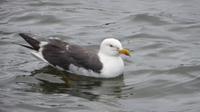 424_Reykjavik - Möve