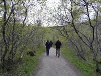 unterwegs im Elfenwald von Asbyrgi