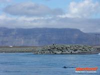 und allein sind wir auch nicht - eine Robbe lässt sich blicken