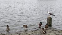 426_Reykjavik - Tjörnin