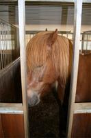 Islandpferde hautnah