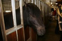 Islandpferde hautnah