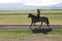 unterschiedliche Gangarten