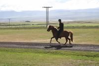 unterschiedliche Gangarten