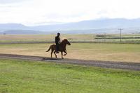 unterschiedliche Gangarten