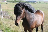 auf dem Pferdehof bei Anna