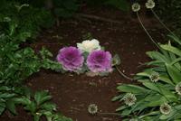 im botanischen Garten in Akureyri