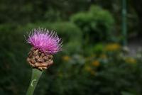im botanischen Garten in Akureyri