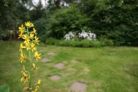 im botanischen Garten in Akureyri