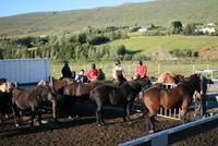 abendlicher Reitausflug mit Islandpferden