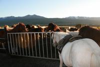 abendlicher Reitausflug mit Islandpferden