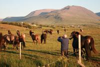Herr Uhlig auf der Koppel