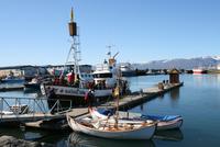 im Hafen von Husavik