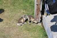kleine Füchse am höchstgelegenen Bauernhof in Möðrudalur