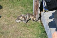 kleine Füchse am höchstgelegenen Bauernhof in Möðrudalur