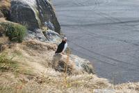 Papageientaucher auf der Landzunge Dyrhólaey