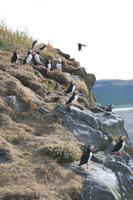 Papageientaucher auf der Landzunge Dyrhólaey