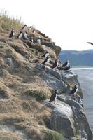 Papageientaucher auf der Landzunge Dyrhólaey