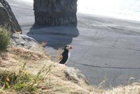 Papageientaucher auf der Landzunge Dyrhólaey