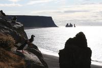 Papageientaucher auf der Landzunge Dyrhólaey