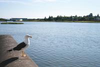 am Stadtteich von Reykjavik