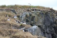 Papageientaucher am Kap Dyrhólaey