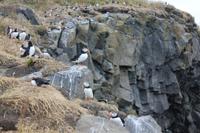 Papageientaucher am Kap Dyrhólaey