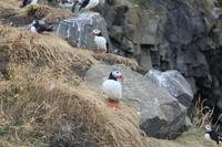 Papageientaucher am Kap Dyrhólaey