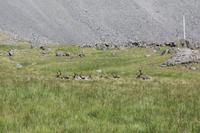 Rentiere am Fjord Álftafjörður