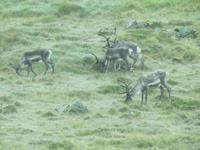 Rentiere am Wegesrand