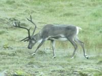 Rentiere am Wegesrand