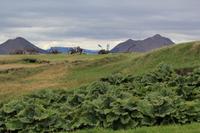 Bergbauernhof Mödvudalur