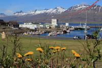 Mittagspause in Djúpivogur