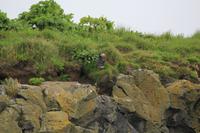 Landspitze Dyrhölaey - Puffin!