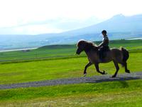 ein Islandpferd in Aktion