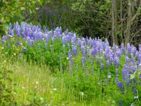 Die Kanadische Lupine fühlt sich hier Zuhause